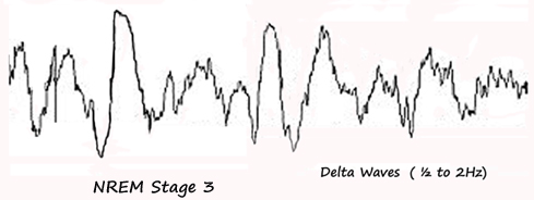 Stage 3: Delta Waves