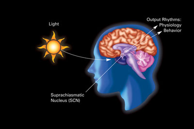 Suprachiasmatic Nucleus (SCN)