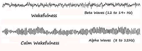 Wakefulness and Calm Wakefulness Brain Waves