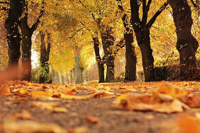 Autumn Trees